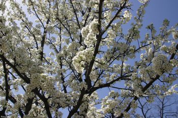 درخت شکوفه های بهاری
